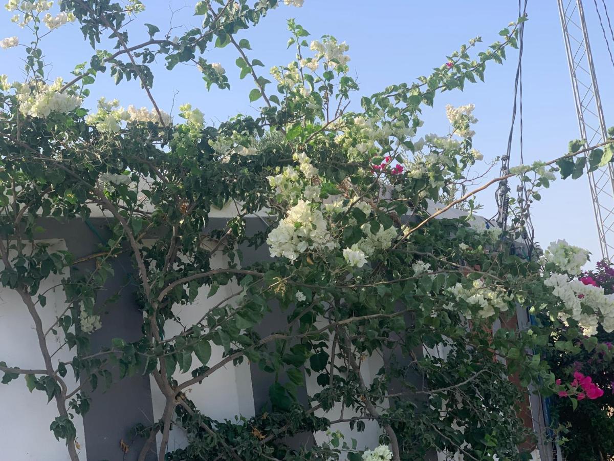 Villa Olivia, Yasmine Hammamet, Bouficha Zewnętrze zdjęcie